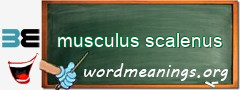 WordMeaning blackboard for musculus scalenus